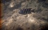 File4164s_thumb.jpg