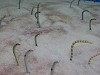 DSCN3519_thumb.jpg
