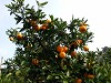 DSCN4115_thumb.jpg
