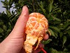DSCN4116_thumb.jpg
