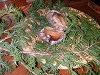 DSCN4961_thumb.jpg