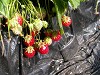 DSCN4993_thumb.jpg