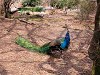 DSCN5008_thumb.jpg