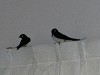 DSCN5225_thumb.jpg