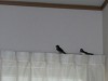 DSCN5235_thumb.jpg