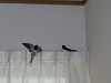 DSCN5236_thumb.jpg