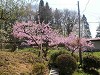 DSCN5245_thumb.jpg