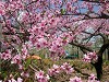 DSCN5246_thumb.jpg