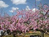 DSCN5247_thumb.jpg