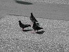 DSCN5532_thumb.jpg