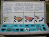 DSCN6668_thumb.jpg