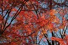 DSC_0032_thumb.jpg