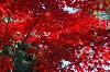 DSC_0038_thumb.jpg