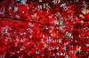 DSC_0040_thumb.jpg