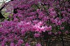 DSC_0108_thumb.jpg
