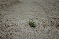 DSC_0222_thumb.jpg