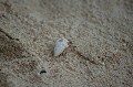 DSC_0223_thumb.jpg