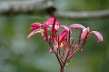 DSC_0242_thumb.jpg