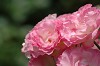 DSC_0009_thumb.jpg