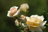 DSC_0018_thumb.jpg