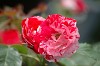 DSC_0024_thumb.jpg