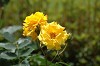 DSC_0029_thumb.jpg