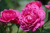 DSC_0036_thumb.jpg