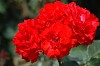 DSC_0038_thumb.jpg