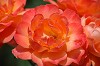 DSC_0043_thumb.jpg