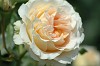 DSC_0045_thumb.jpg