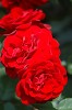DSC_0051_thumb.jpg