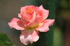 DSC_0054_thumb.jpg