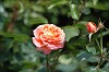 DSC_0057_thumb.jpg
