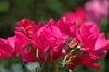 DSC_0059_thumb.jpg