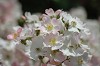 DSC_0064_thumb.jpg