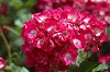DSC_0078_thumb.jpg