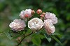 DSC_0087_thumb.jpg