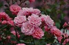 DSC_0093_thumb.jpg