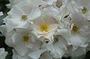 DSC_0098_thumb.jpg