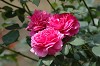DSC_0121_thumb.jpg