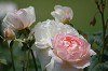 DSC_0125_thumb.jpg
