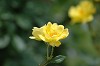 DSC_0133_thumb.jpg