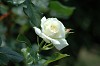 DSC_0161_thumb.jpg