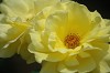 DSC_0168_thumb.jpg